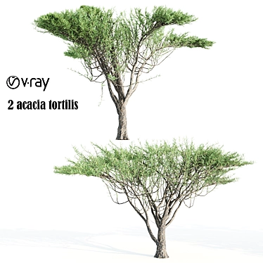 2 Acacia tortilis Trees - Natural Beauty for Your Garden 3D model image 1 