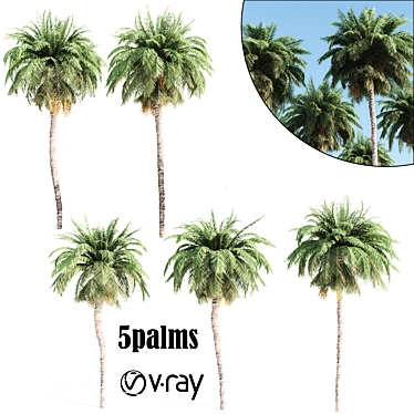 5 Palms VRay - Tropical Paradise in Your Render 3D model image 1 