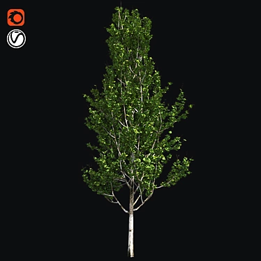 Optimized Lombardy Poplar Tree 3D model image 1 
