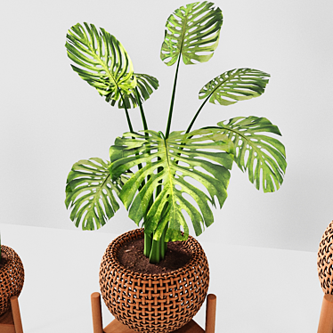 Tropical Plant Trio: Peperomia, Sansevieria & Curcuma 3D model image 1 
