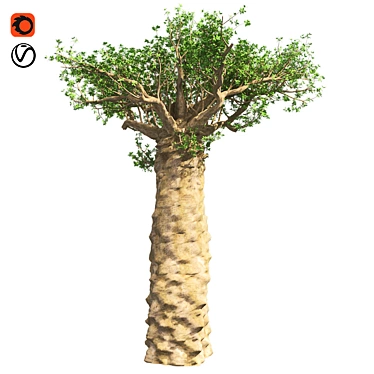 Exquisite Madagascan Baobab Tree 3D model image 1 