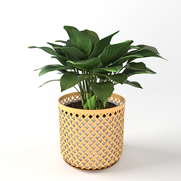 Elegance in a Vase: Hosta Plant 3D model image 1 