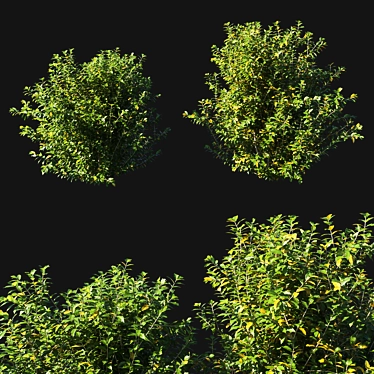Artificial Myrtle Bush - Lifelike Botanical Decor 3D model image 1 