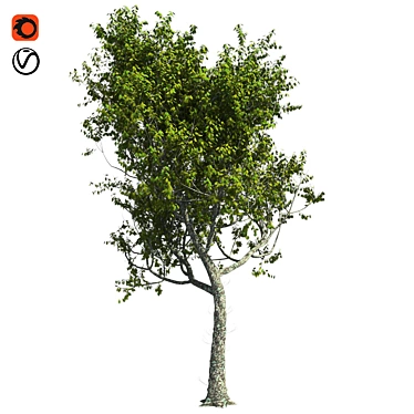 Premium Red Oak Tree 3D model image 1 