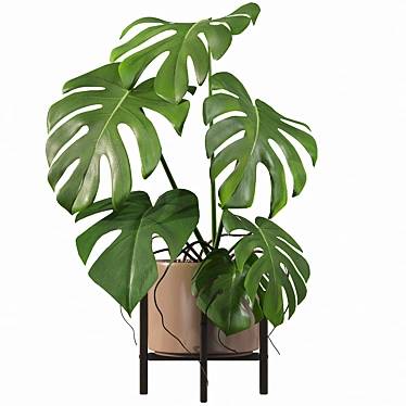 Tropical Monster Leaf Plants 3D model image 1 