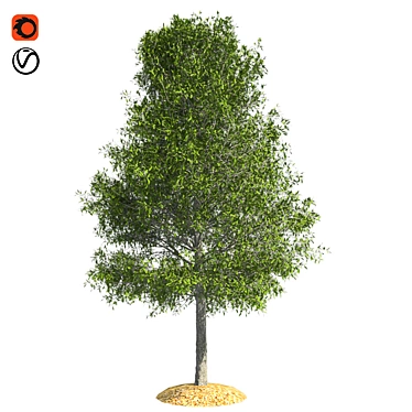 Shingle Oak Tree: High-Quality, Realistic Design. 3D model image 1 