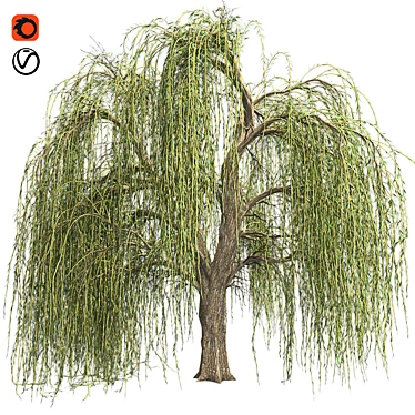 Graceful Weeping Willow Tree 3D model image 1 