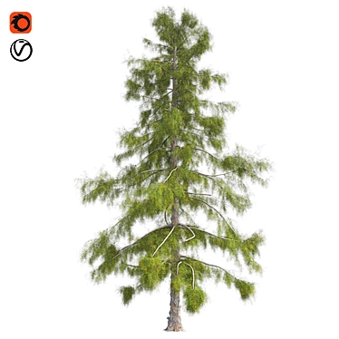 Premium Alaska Cedar Tree: Optimized, Real-World Scale 3D model image 1 