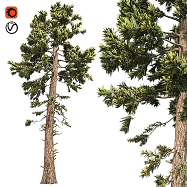 Optimized Douglas Fir Tree 3D model image 1 