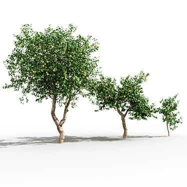Lush Lemon Tree Collection: 3D Models & Textures 3D model image 1 
