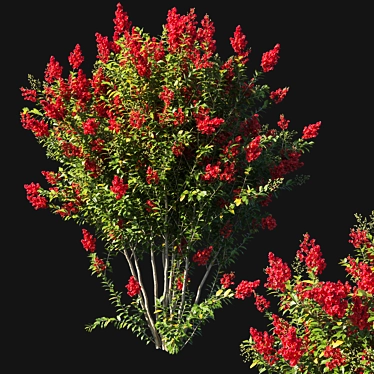 Red Flowered Myrtle Bush 3D model image 1 