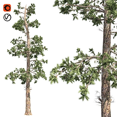 Evergreen White Pine Tree - Realistic 3D Model with Cones 3D model image 1 