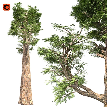 Giant Redwood Corona: 4K Optimized 3D model image 1 