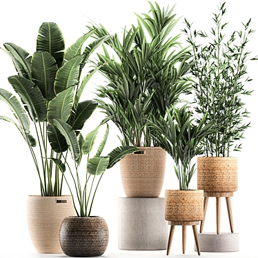 Exotic Indoor Plant Basket Collection 3D model image 1 