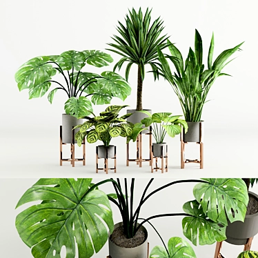 Modern Wide Leaf Plants Collection Experiment 3D model image 1 
