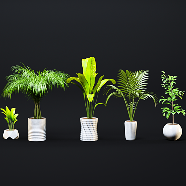 Exotic Houseplant Collection 3D model image 1 