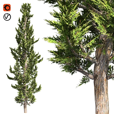 Artfully Pruned Hollywood Juniper 3D model image 1 