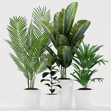 Exotic Plants Set: Palm Majesty, Rhapis Palm, Paradise, Rubber 3D model image 1 