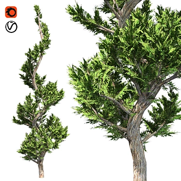 Hollywood Juniper Topiary: Perfectly Optimized and High Quality 3D model image 1 