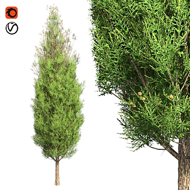 Italian Cypress Tree: High-Quality 4K Textures 3D model image 1 