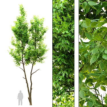 Tall Ash Tree - 12m Height 3D model image 1 