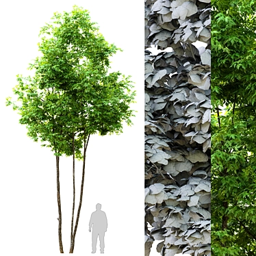Tall Ash Tree - 6m High 3D model image 1 