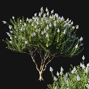 Myrtle Dream White Flowers 3D model image 1 