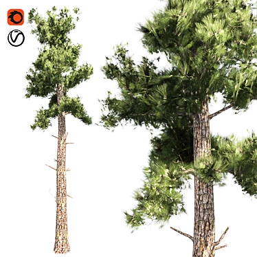 Optimized Conifer Tree Model 3D model image 1 