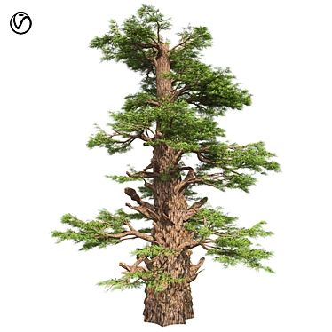 Optimized Western Juniper Tree 3D model image 1 