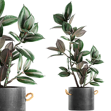 Concrete Pot Exotic Ficus 3D model image 1 