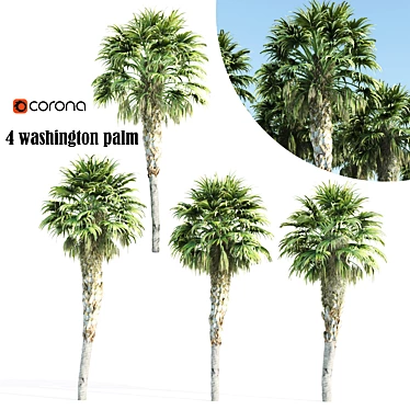 Elegant 4 Washington Palms 3D model image 1 