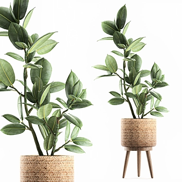 Exotic Room Plants in Baskets 3D model image 1 