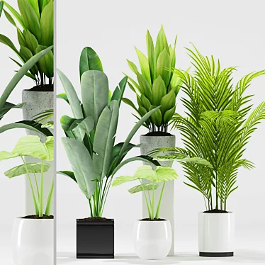 Exotic Plant Set: Palm Majesty, Alocasia, Aspidistra, Banana Plants 3D model image 1 