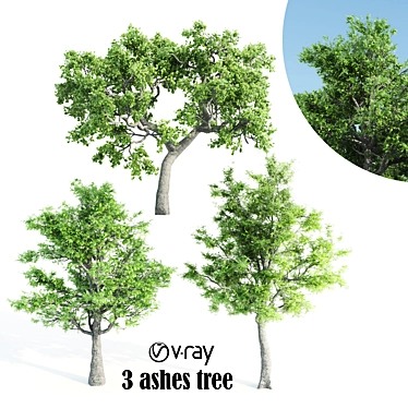  Trio of Majestic Ash Trees 3D model image 1 