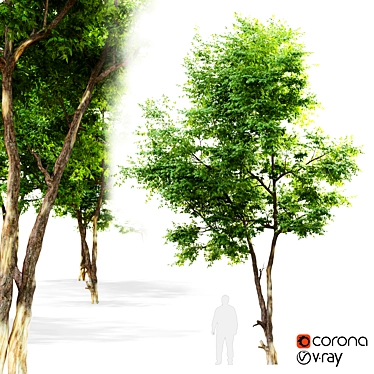 Elegant Ash Tree - 6m 3D model image 1 
