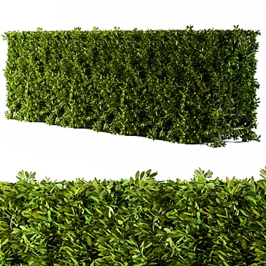 Cube Bush Broadleaf Wall 3D model image 1 