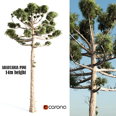 Giant 14m Araucaria Pine 3D model image 1 