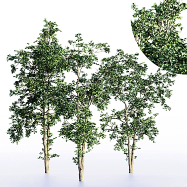 Three Splendid Vray Trees 3D model image 1 