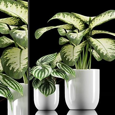 Tropical Plant Set: Dumb Cane & Peperomia 3D model image 1 