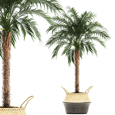 Tropical Palm Collection 3D model image 1 