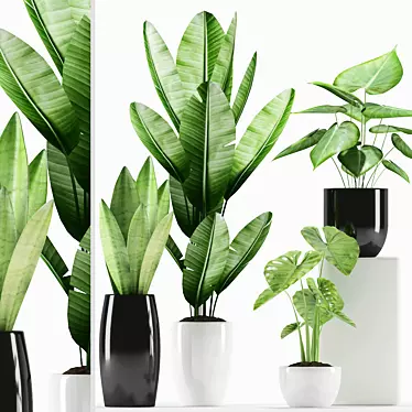 Tropical Delight: Alcoasia, Bird of Paradise, Philodendron, Snake Plants 3D model image 1 