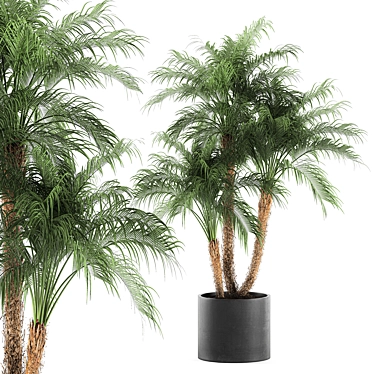 Tropical Paradise Collection: Exotic Indoor Palm Trees - Set of 4 3D model image 1 