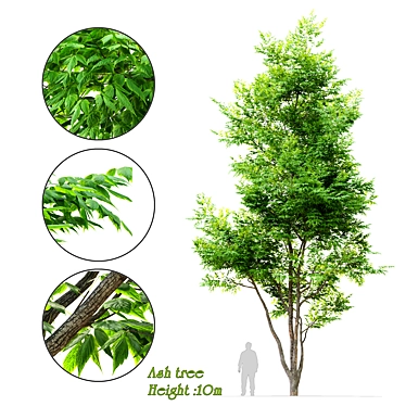Tall and Majestic Ash Tree 3D model image 1 