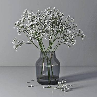 Gypsophila