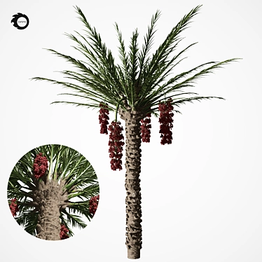 Tropical Paradise Palm Tree 3D model image 1 