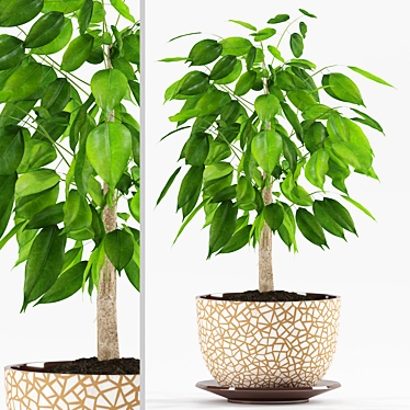 Ficus Benjamina Plants: Max 2012 & FBX-file 3D model image 1 