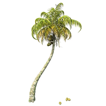 Exquisite Chinese Fan Palm: Detailed, Optimized, Realistic 3D model image 1 