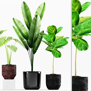 Tropical Alcoasia Plants Set 3D model image 1 