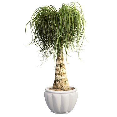 Succulent Beauty: Ponytail Palm 3D model image 1 