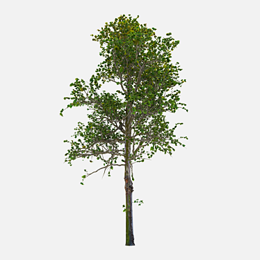 Title: Elegant White Birch Tree 3D model image 1 